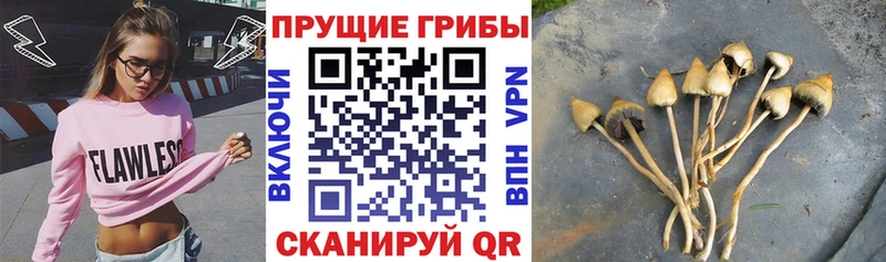 дарнет шоп  Починок  Галлюциногенные грибы Psilocybine cubensis 